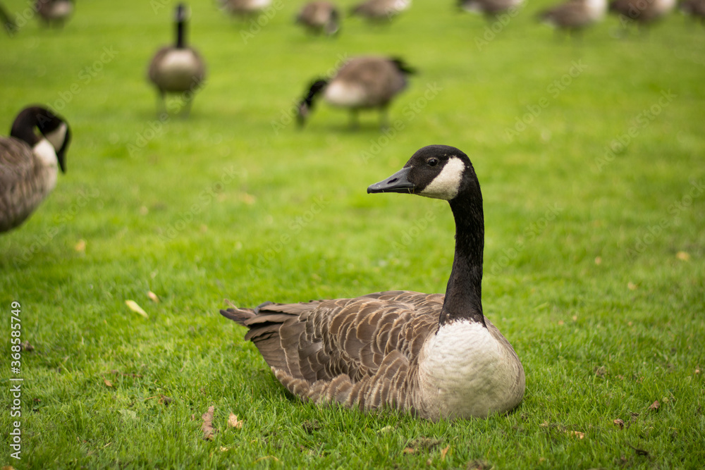 Beautiful Canada goose portrait in park
Beautiful Canada goose portrait in park