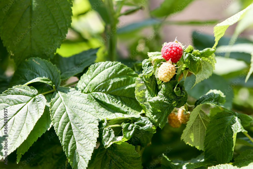 Red and green raspberry growing in the garden. Growing healthy natural food. Red and green raspberry growing in the garden. Growing healthy natural food.
