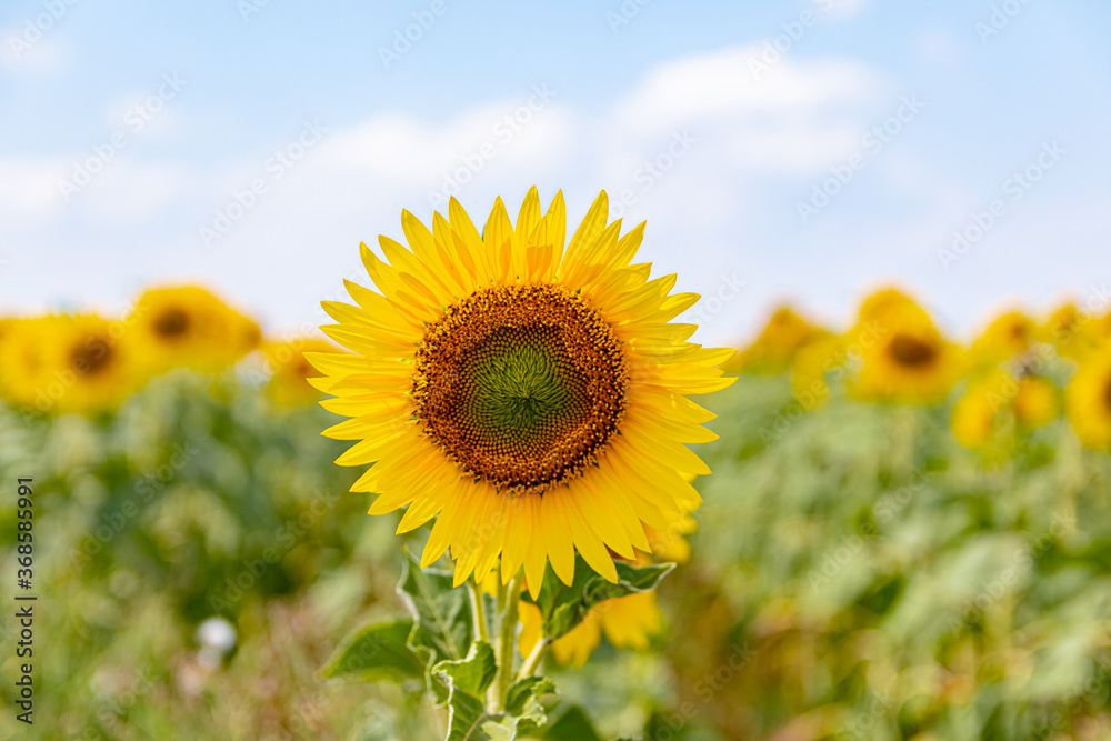 bright yellow sunflowers in the fields against the blue sky bright yellow sunflowers in the fields against the blue sky