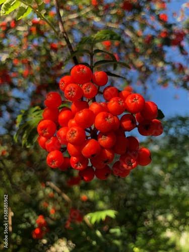 red berries in autumn