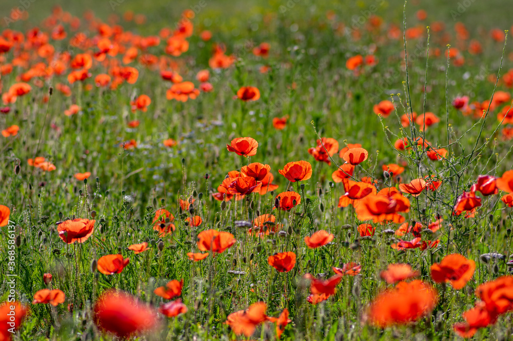 Papaver rhoeas common poppy seed bright red flowers in bloom, group of flowering plants on meadow, wild plants