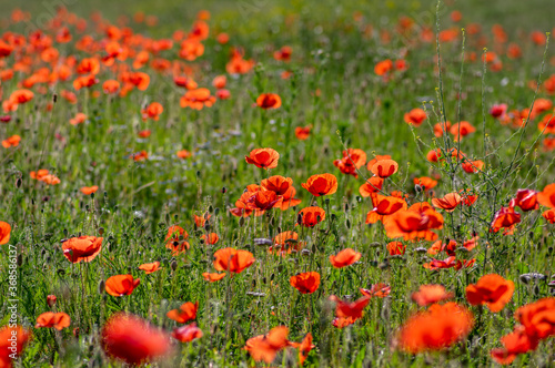 Papaver rhoeas common poppy seed bright red flowers in bloom, group of flowering plants on meadow, wild plants © Iva