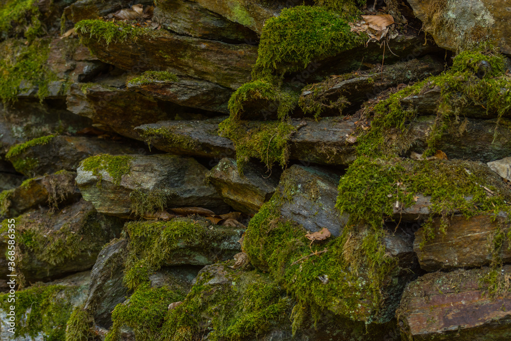 moss on stones in the forest