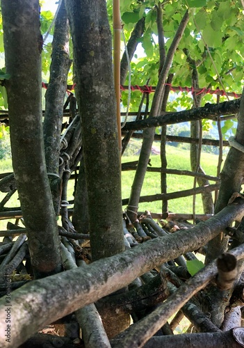House in tree