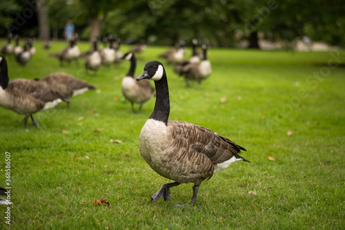 Flock of canada gooses, beautiful goose portrait in park