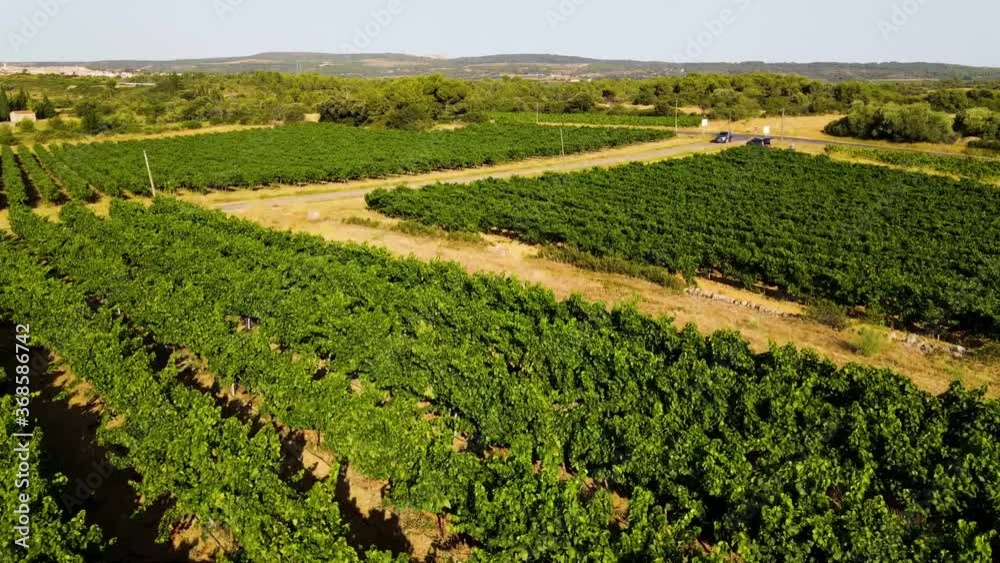 Drone survolant des vignes vertes de très haut