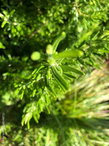 green pine needles