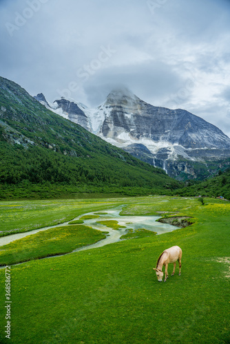 The snow mountain and meadows in Yading, on summer time, during a cloudy day, in Sichuan Province, China.