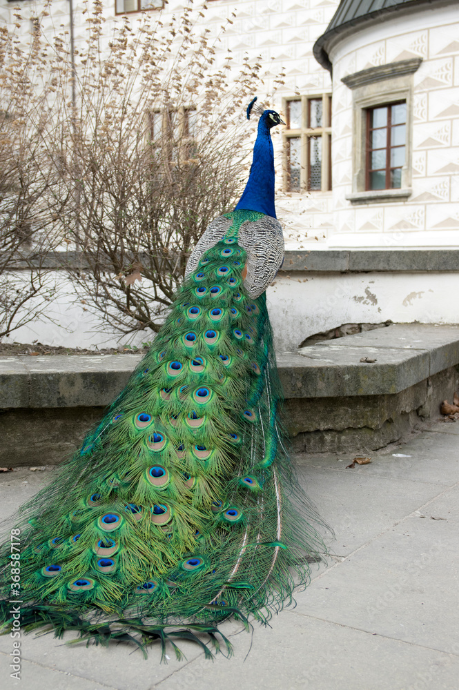 Obraz premium Pavo cristatus in front of historic renaissance castle