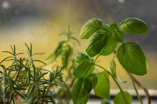 Ocimum basilicum green aromatic herbs in dayligt  fresh plant leaves  common cuisine ingredients