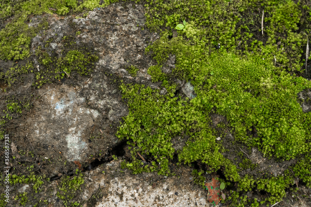 Green moss in the forest. Jungle stones, greenery. Pure nature