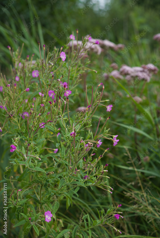 pink flowers growing wild in the meadow pink flowers growing wild in the meadow