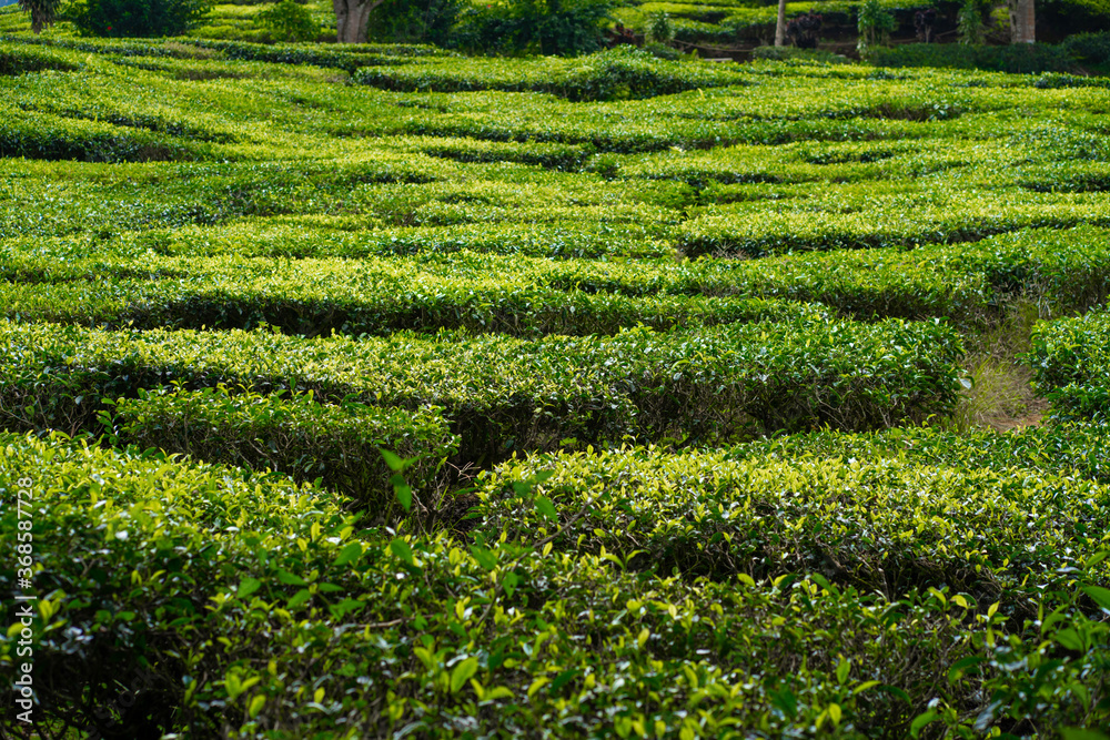 Tea plantations Cameron Valley. Green hills in the highlands of Malaysia. Tea production. Green bushes of young tea. Tea plantations Cameron Valley. Green hills in the highlands of Malaysia. Tea production. Green bushes of young tea.