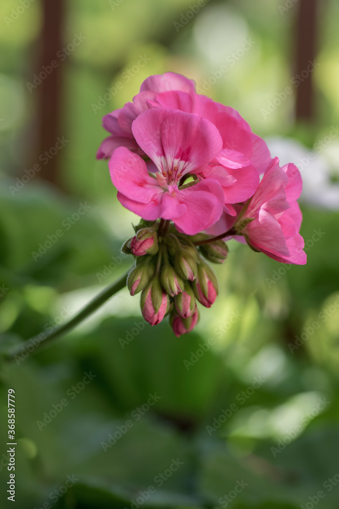 Pelargonium zonale cultivated ornamental pot flowering plant, group of purple pink flowers in bloom, green stem Pelargonium zonale cultivated ornamental pot flowering plant, group of purple pink flowers in bloom, green stem