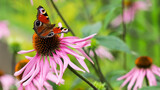 Beautiful colored European Peacock butterfly (Inachis io, Aglais io) on purple flower Echinacea in sunny garden.