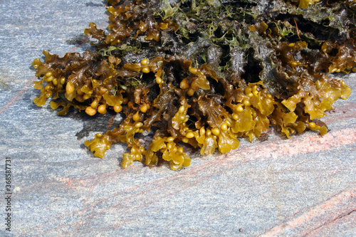 the bladder wrack Fucus vesiculosus, Finland, Baltic sea