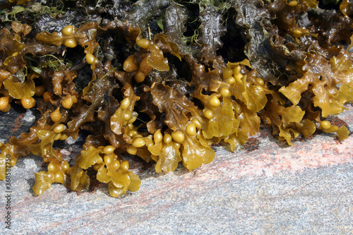 the bladder wrack Fucus vesiculosus, Finland, Baltic sea
