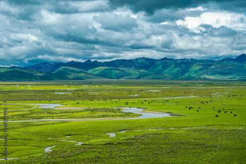 Litang grassland  one of the largest grassland in Tibet  China  summer time  on a cloudy day.