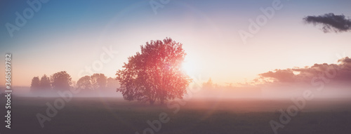 tree foliage in morning light with sunlight