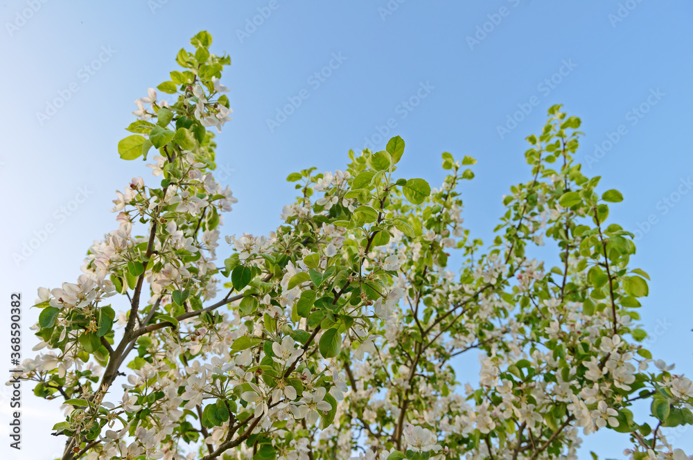 Blooming branches of an Apple tree against the blue sky Blooming branches of an Apple tree against the blue sky