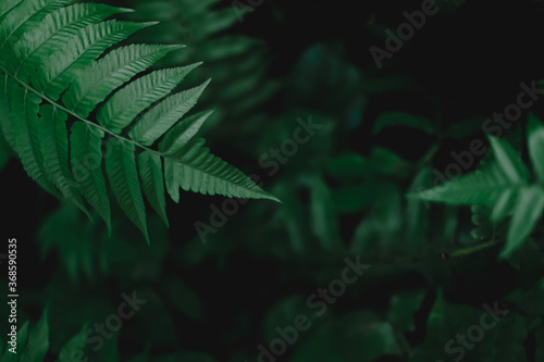 The background image of the fern leaves with a blurred black background The green color of the leaves has a distinct texture with dark tones. Feeling fresh  cool  and still. There is a copy space.