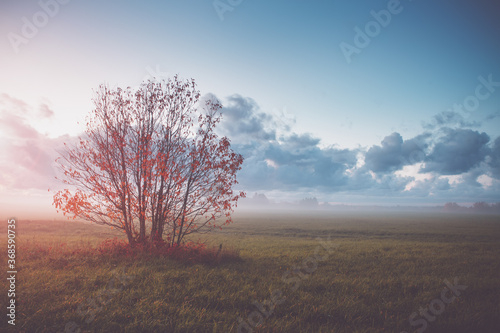 tree foliage in morning light with sunlight