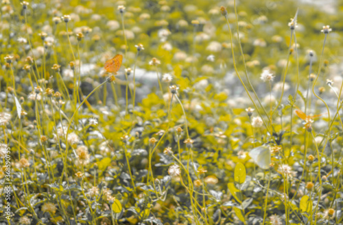Blurred background of white flowers and butterflies a sunny day. There are a green meadow and a warm light in a soft tone. Feeling fresh and relax. There is a copy space. © Pang wrp