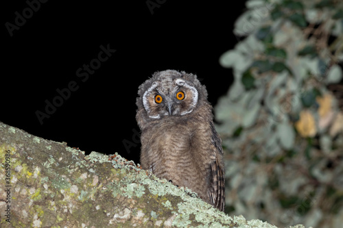 Bufo-pequeno, Long-eared Owl(Asio otus)
 photo