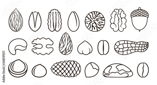 Nut outline. Isolated nut outline on white background