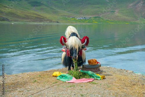 A Yak standing at Yamdrok Tso, in Tibet, China. photo