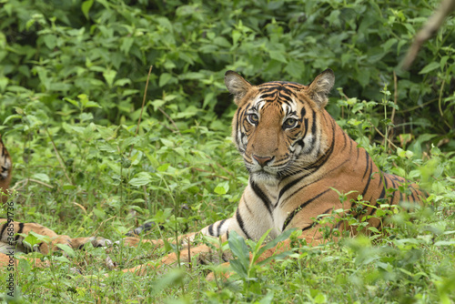 Tiger from kabini national park