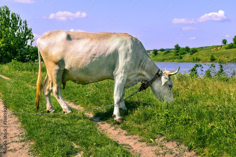 Big white beautiful horned cow grazes on a green juicy meadow on a sunny spring-summer day, side view. Dairy cattle eats grass in the pasture. Animal closeup Big white beautiful horned cow grazes on a green juicy meadow on a sunny spring-summer day, side view. Dairy cattle eats grass in the pasture. Animal closeup
