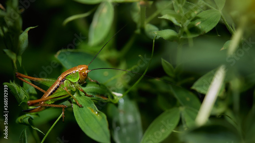 wildlife photo of a meadow grasshopper (Pseudochorthippus parallelus) photo