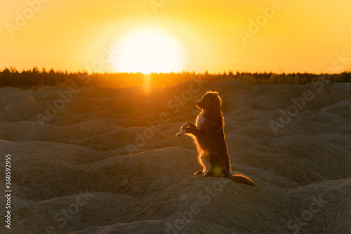dog on a sandy quarry at sunset. red Nova Scotia Duck Tolling Retriever on hills of sand. red toller 