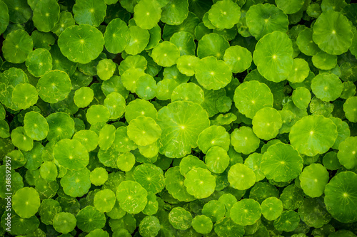 Beautiful background of Centella asiatica, Herbs help to heal inflammation.
