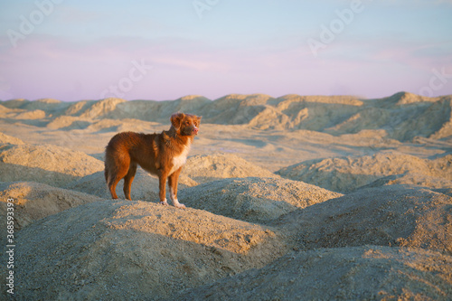 dog on a sandy quarry at sunset. red Nova Scotia Duck Tolling Retriever on hills of sand. red toller 