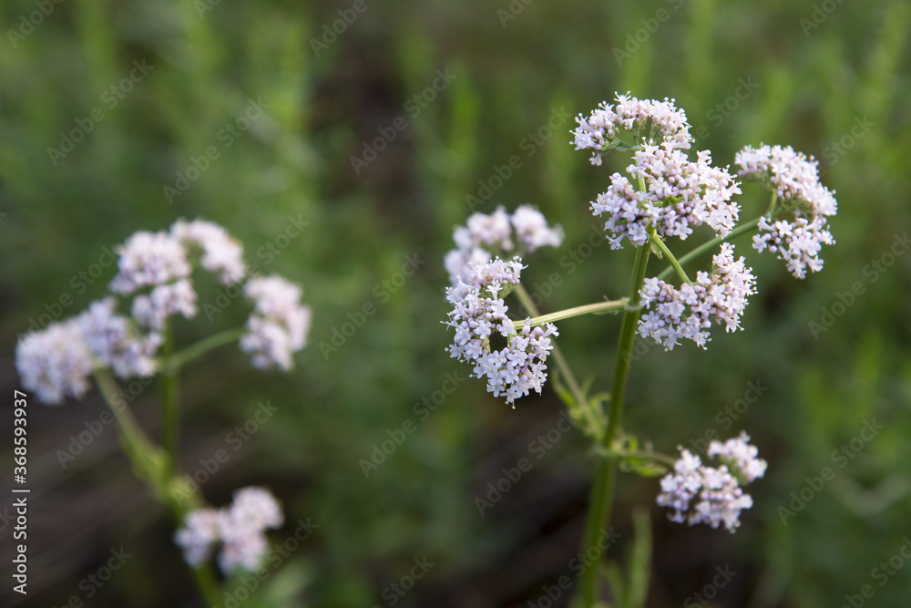 White wildflowers on a blurred background of green meadow. White wildflowers on a blurred background of green meadow.