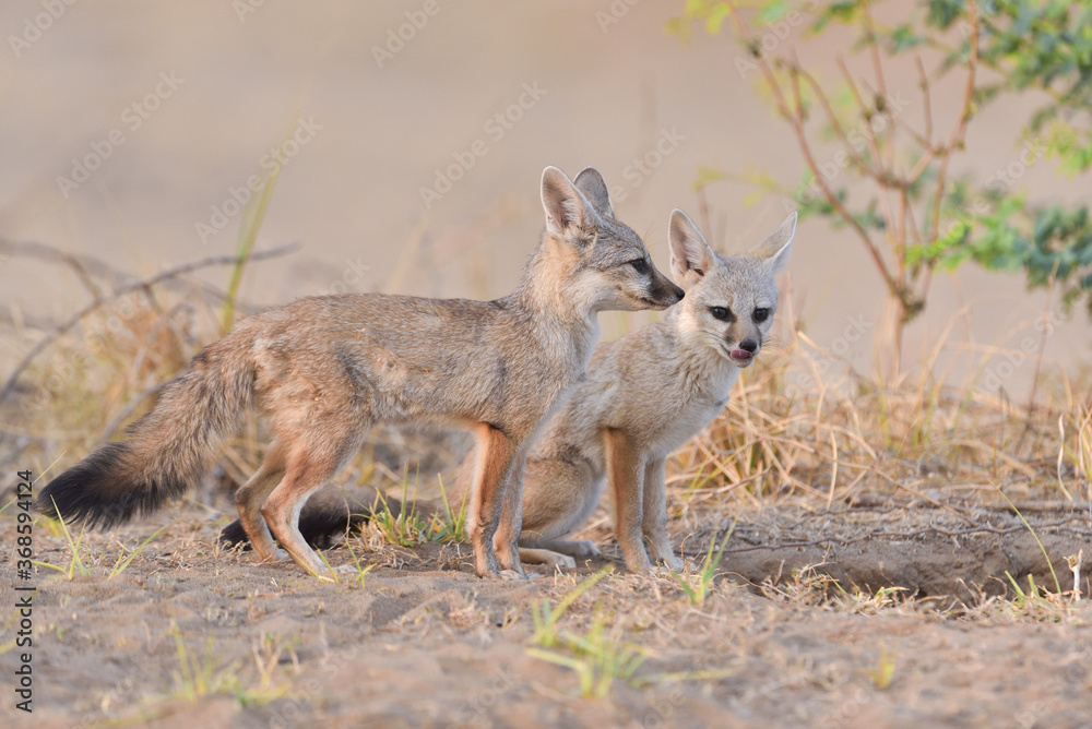 Jackal puppies from Nal Sarovar