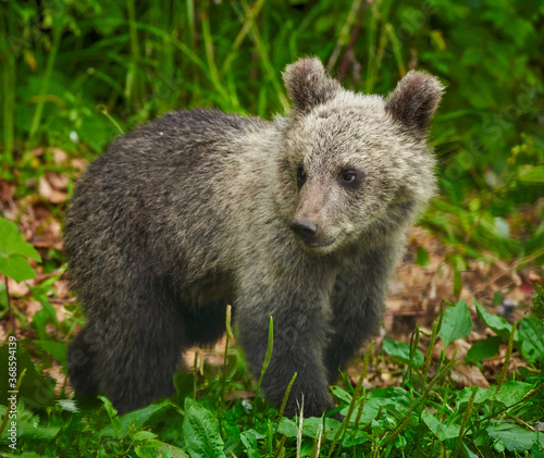 Brown bear cub in the forest