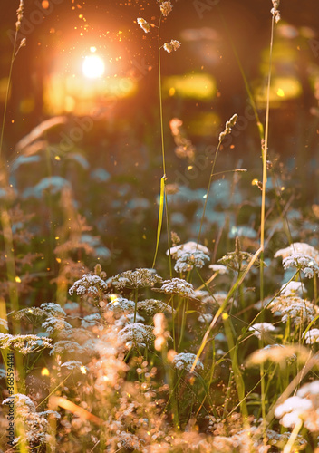 Foto sunny wild grass meadow