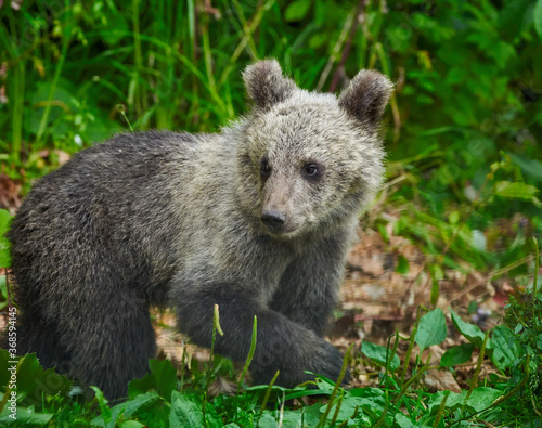 Brown bear cub in the forest