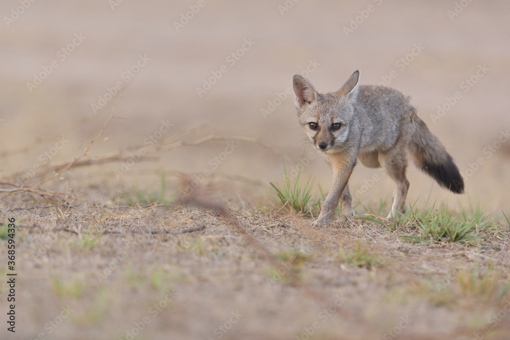 Naklejka premium Femele jackal Indian