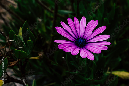 Una bonita flor de un morado intenso crece entre las hojas verdes.