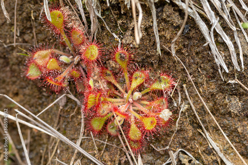 Drosera collinsiae close to Mbabane, Hhohho Province, Eswatini, southern africa photo