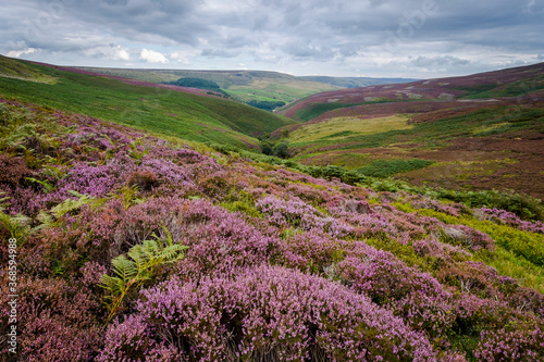 Heather on the Moors