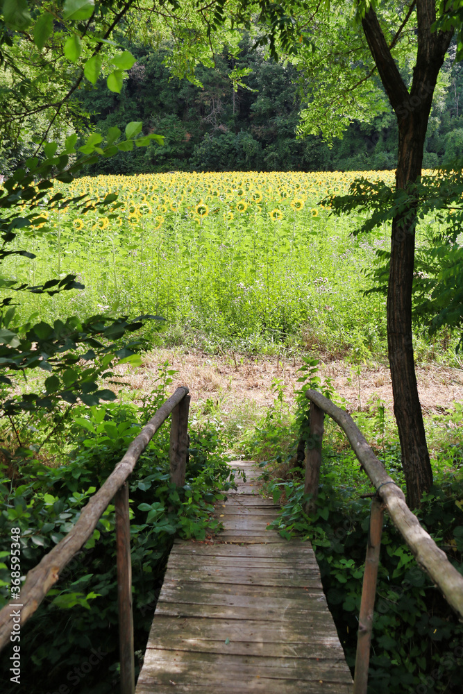 Obraz premium small wooden bridge leading to sunflowers field