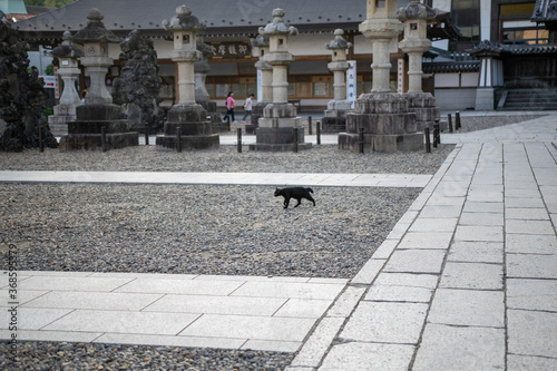 成田山新勝寺と黒猫