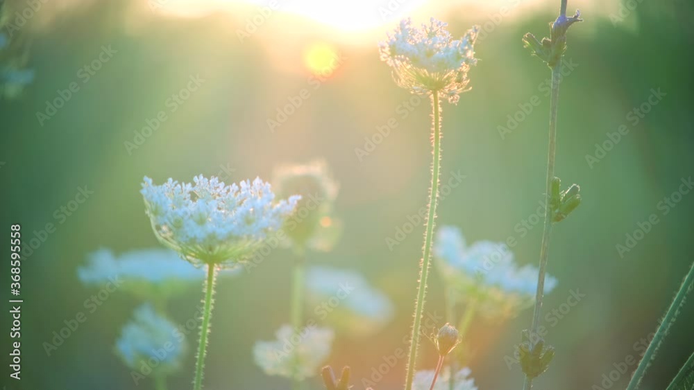 Beautiful meadow with wildflowers flowers and herbs over sunset. Nature field background with sunbeam. Golden light, Slow motion, closeup, macro,  4K UHD video footage