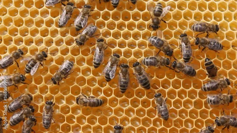 Beauty inside the hive.
A bee takes nectar from honeycombs to convert it to honey.