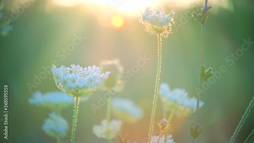 Beautiful meadow with wildflowers flowers and herbs over sunset. Nature field background with sunbeam. Golden light, Slow motion, closeup, macro,  4K UHD video footage